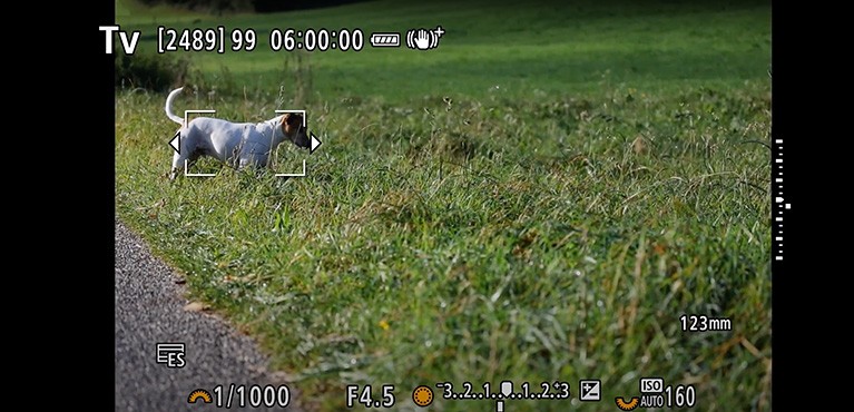 Erfahre, wie du mit der AF-Motiverkennung präzise auf Personen, Tiere und Fahrzeuge fokussierst.