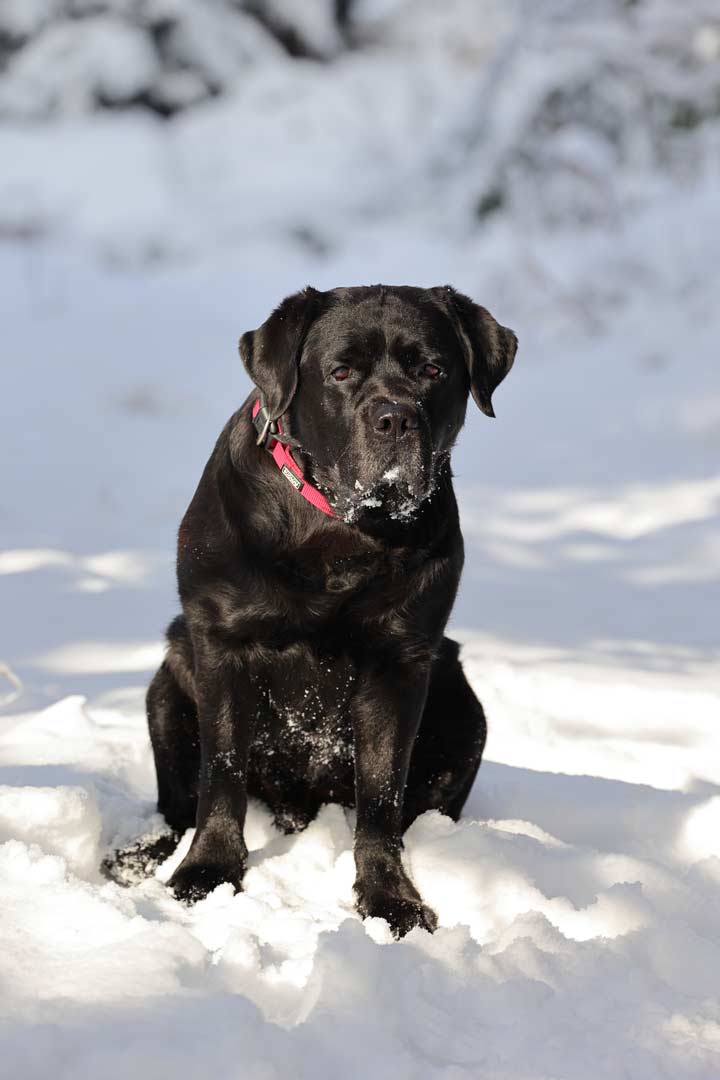 Schwarzer Hund im Schnee, korrekt belichtet