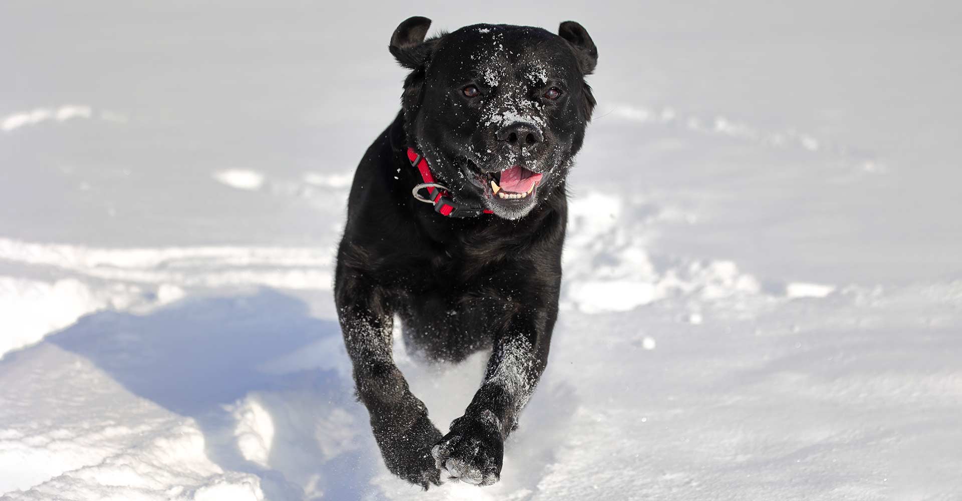 Schwarzer Hund im Schnee, oh je!