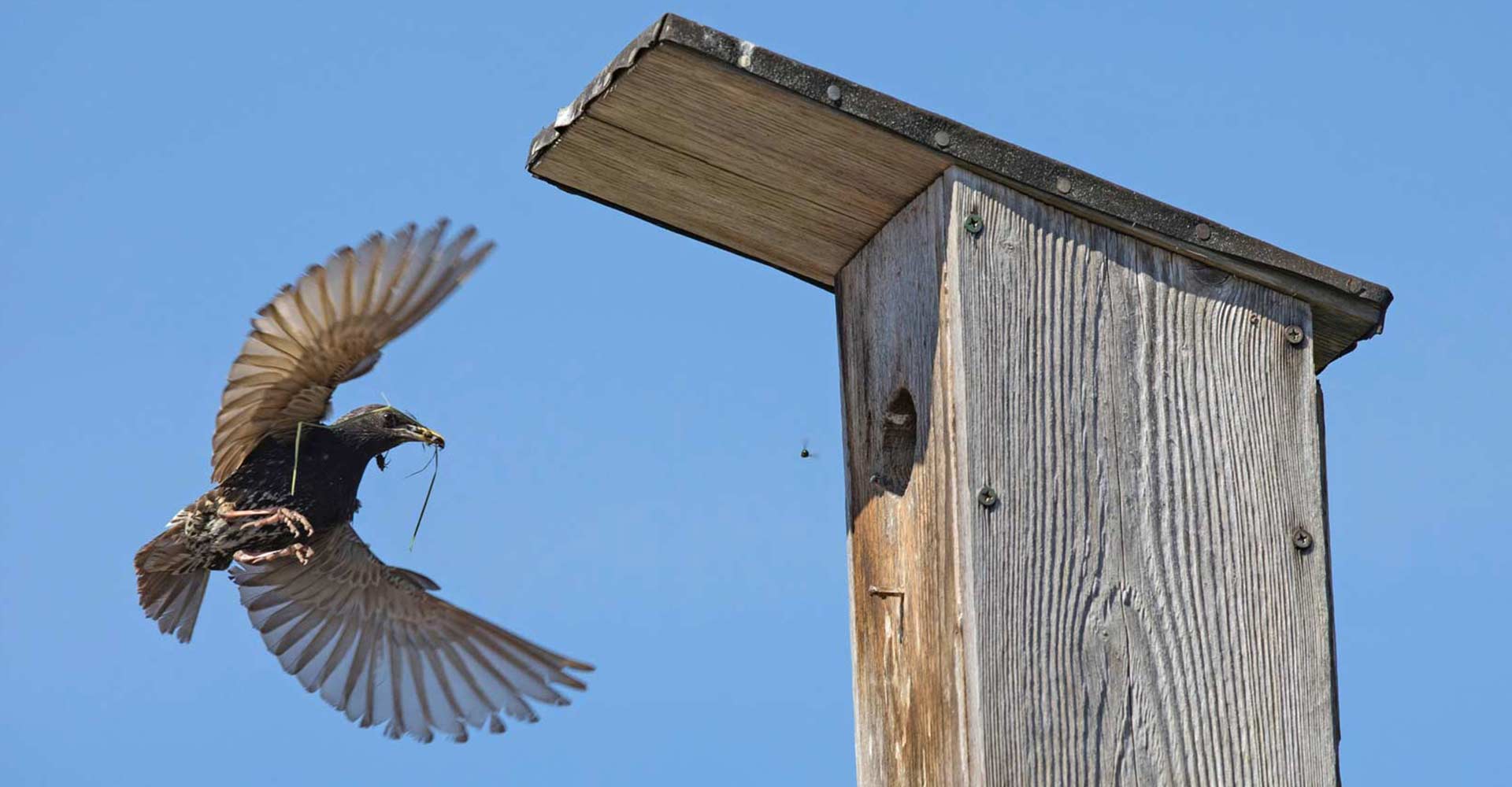Vogelfotografie: Tipps und Einstellungen für naturgetreue Aufnahmen