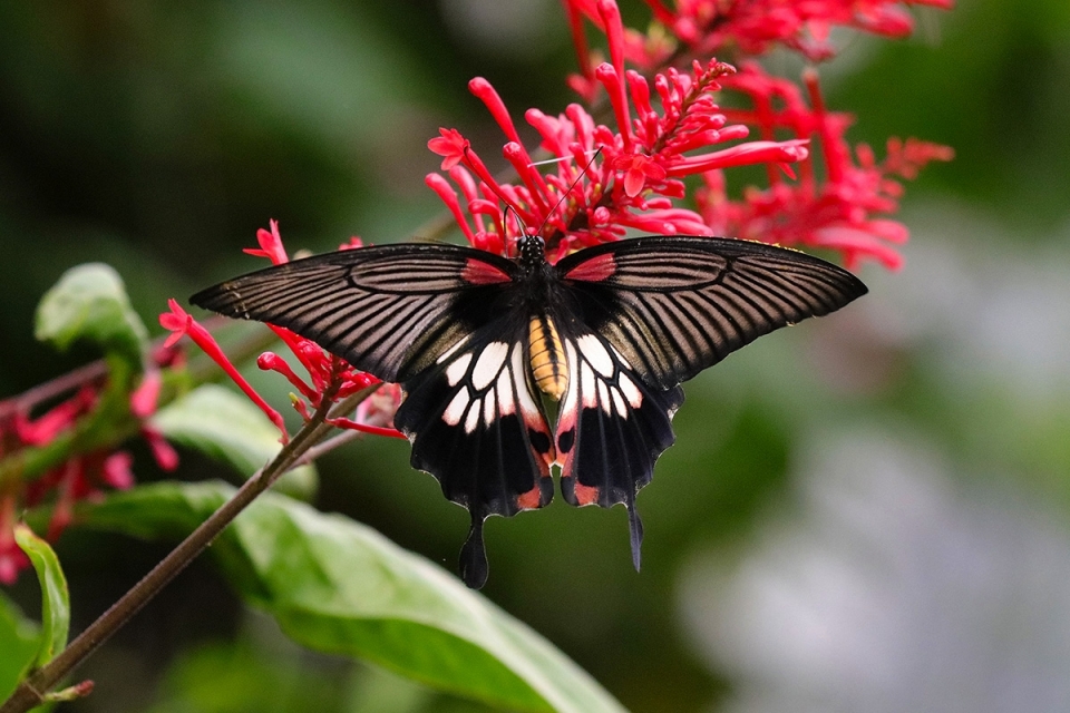EOS Explorer: Das EOS-System in der Praxis – Tier- und Makrofotografie im Krefelder Zoo - Canon Academy
