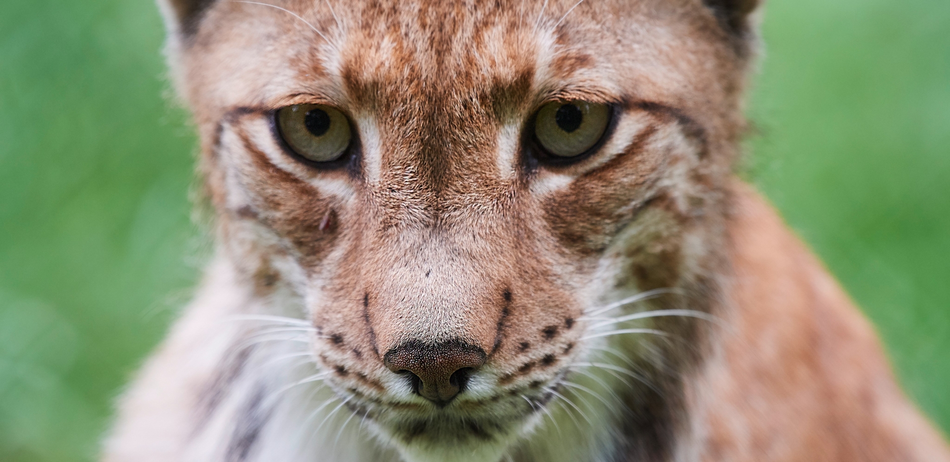 Tierfotografie live - Canon Academy