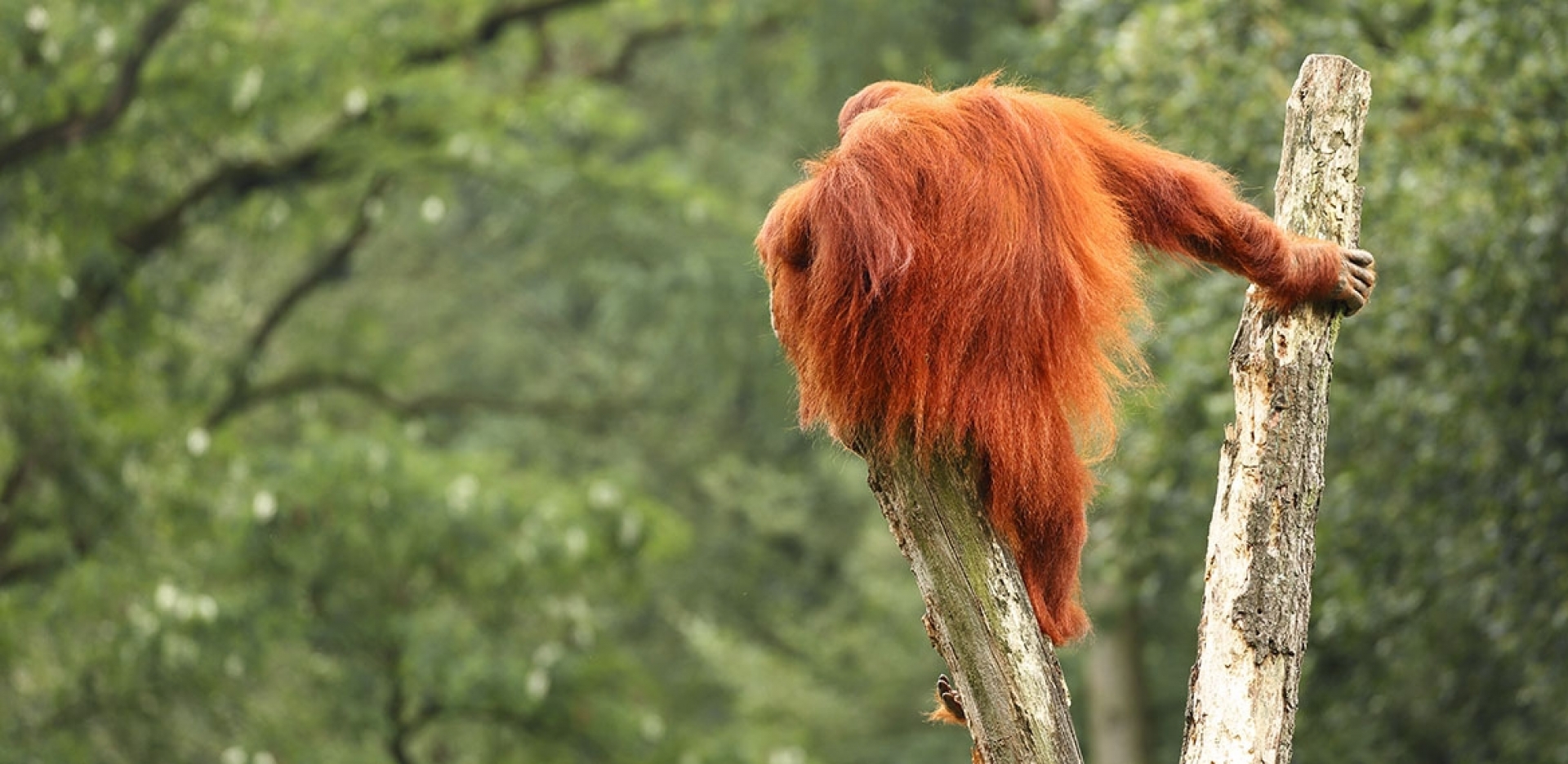 Zoo Arnheim - Canon Academy
