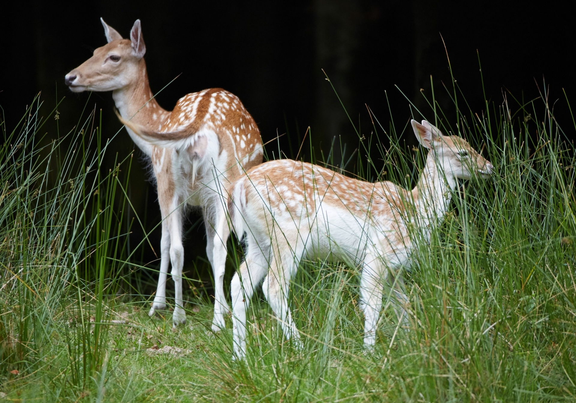 Tierfotografie live - Canon Academy