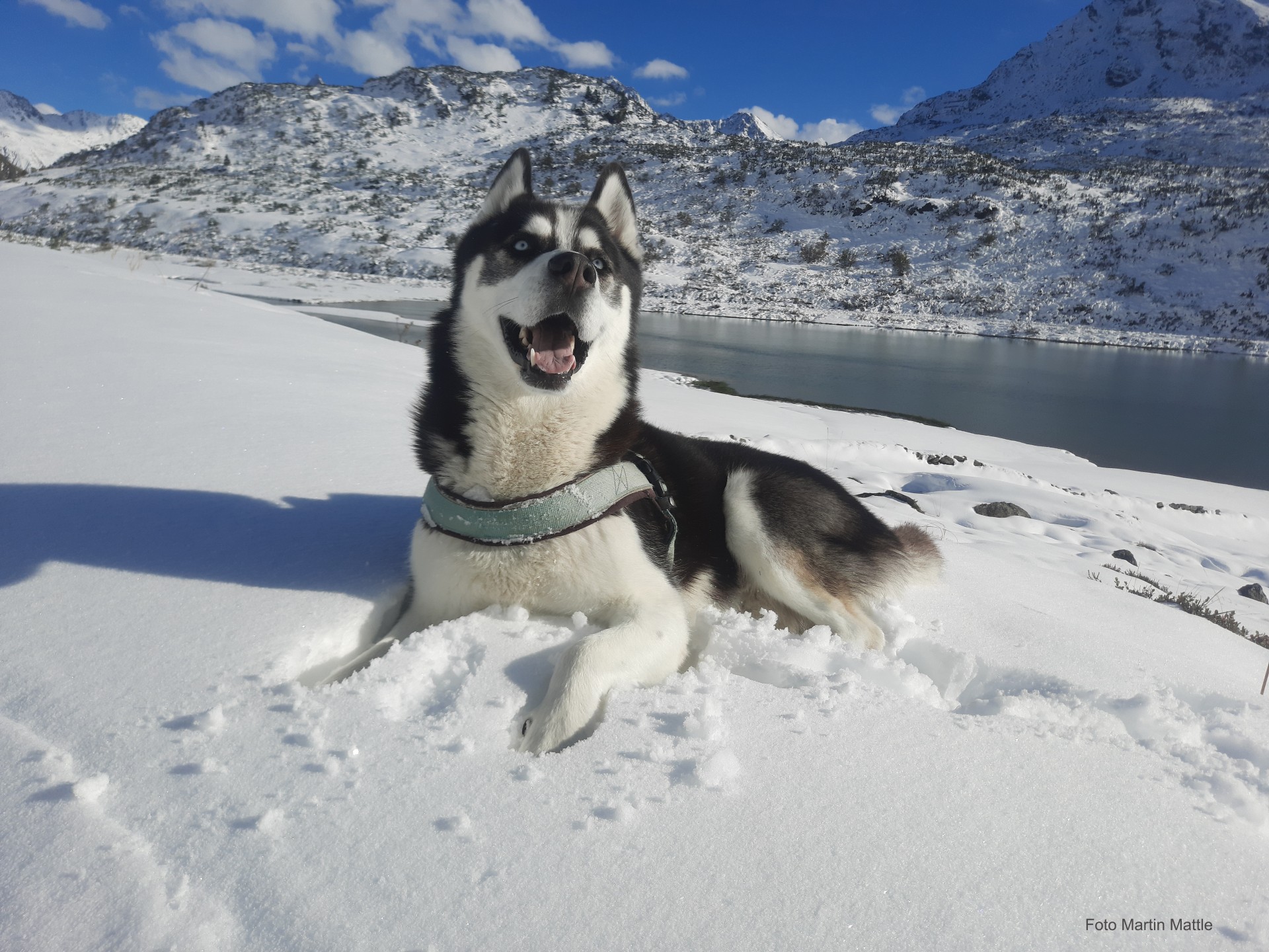 Husky im Schnee