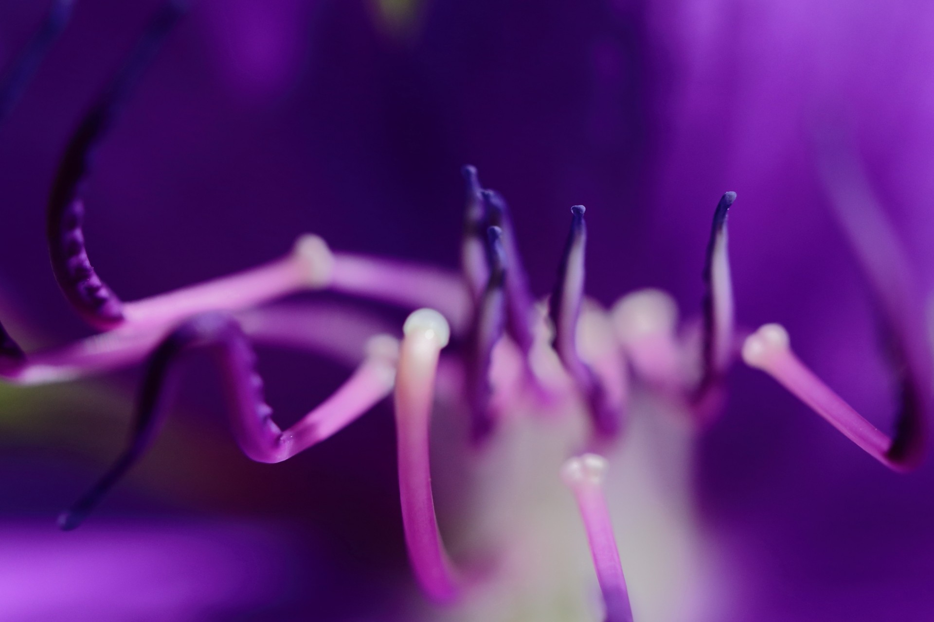 Makroworkshop - Stachelwelten im Botanischen Garten - Canon Academy Natur-, Tier- und Makro