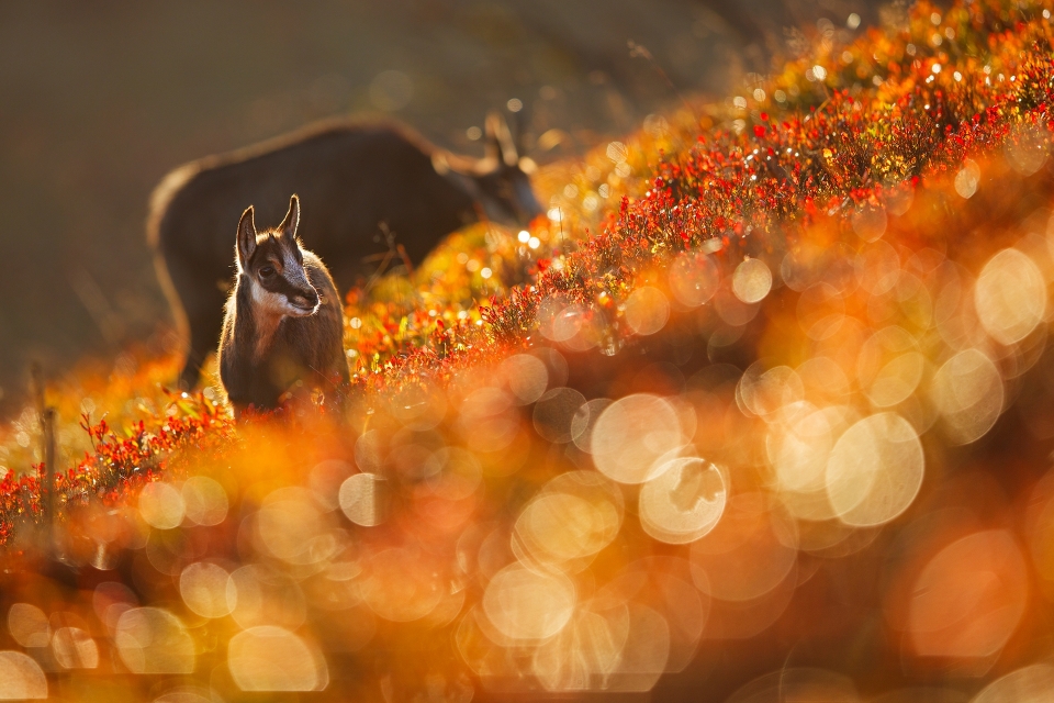 Natur und Licht - Canon Academy
