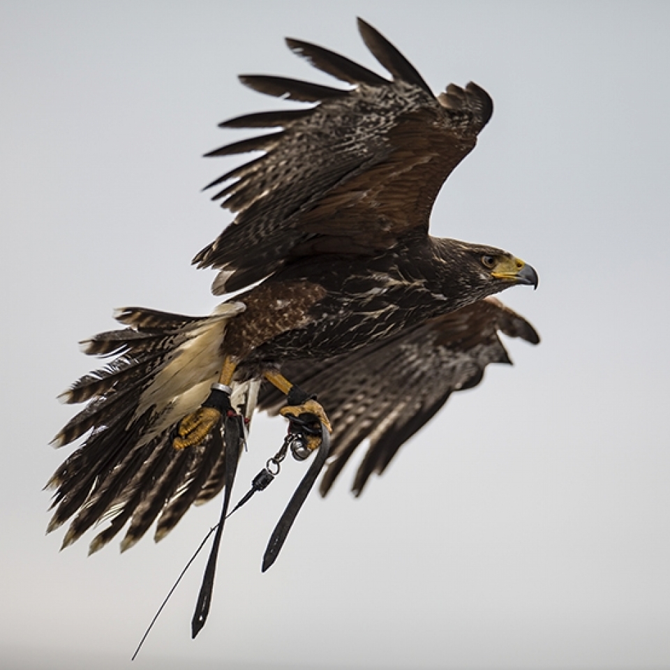 Greifvogel Workshop - Canon Academy Natur-, Tier- und Makro