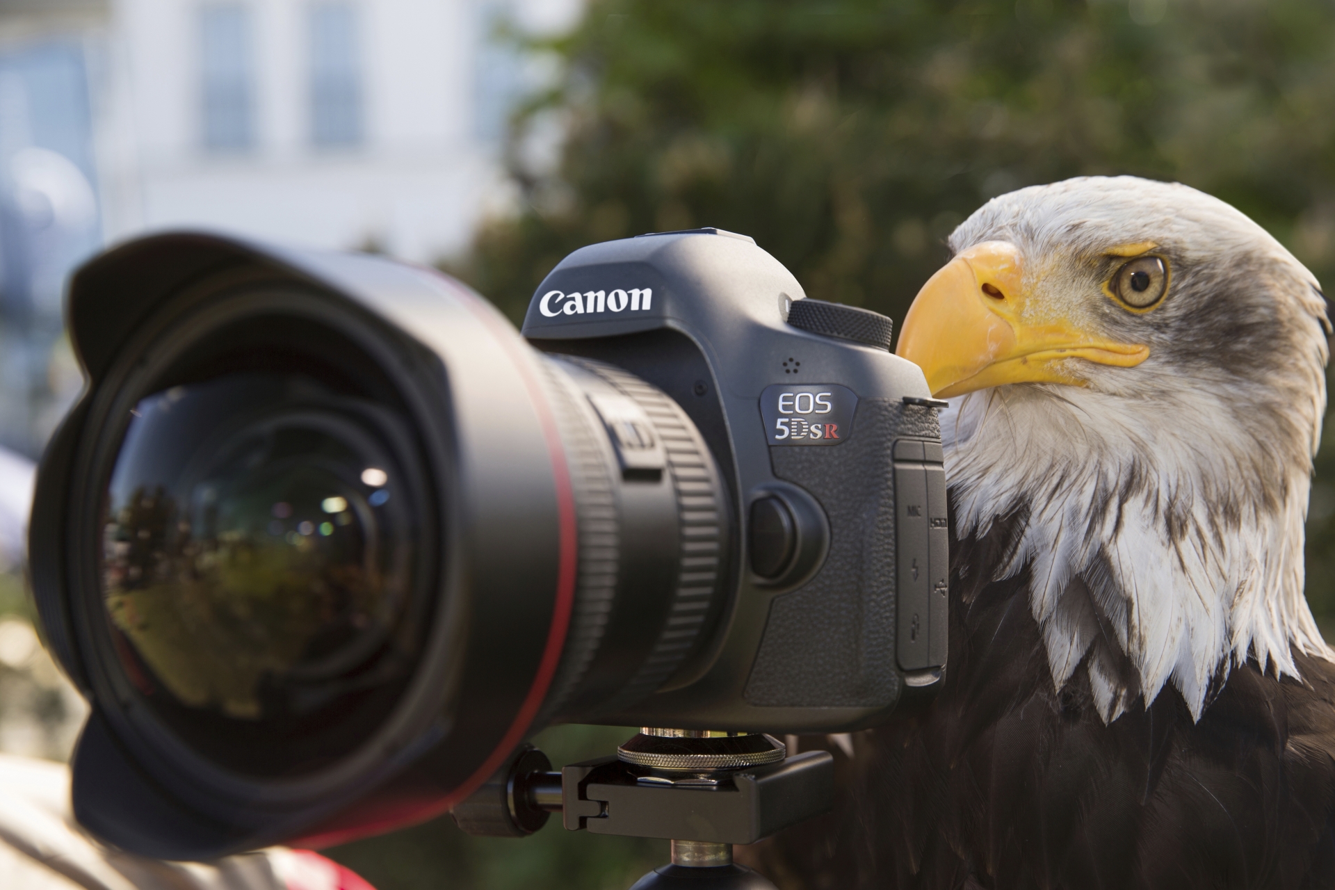 Greifvogel Workshop - Canon Academy Natur-, Tier- und Makro