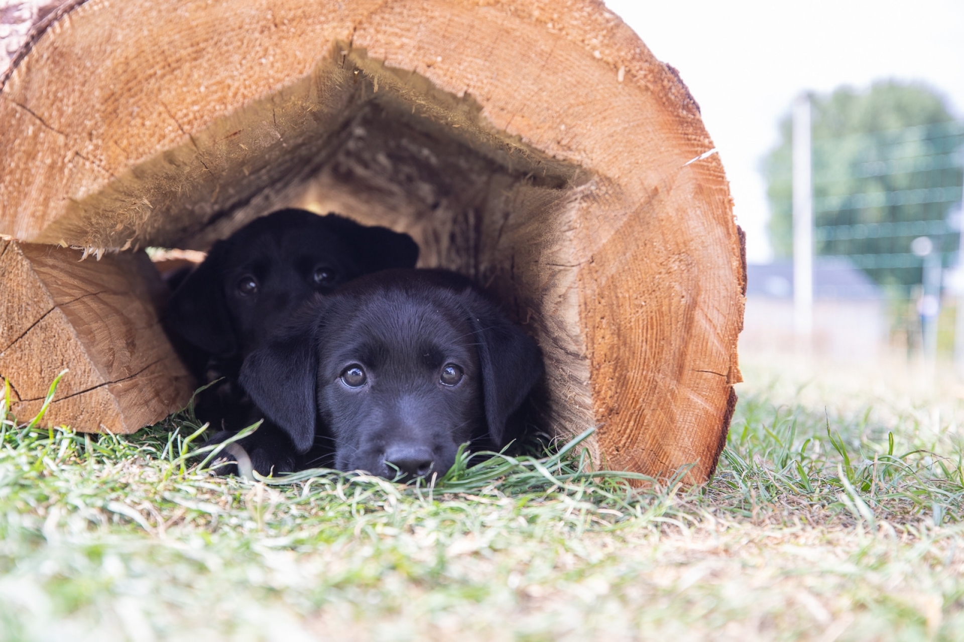 Hundefotografie - Canon Academy Natur-, Tier- und Makro