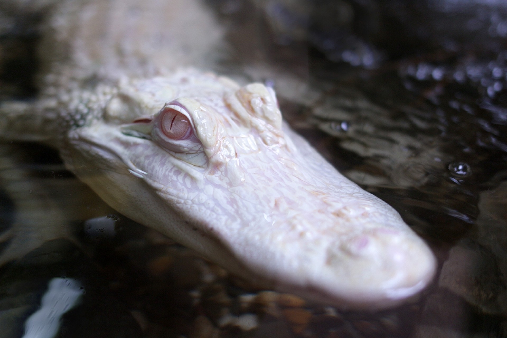 Reptilien- und Makrofotografie im TerraZoo Rheinberg - Canon Academy