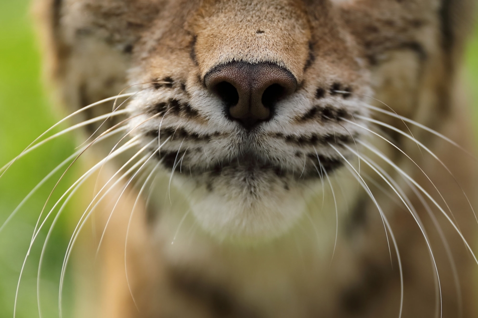 Luchs Schnauze