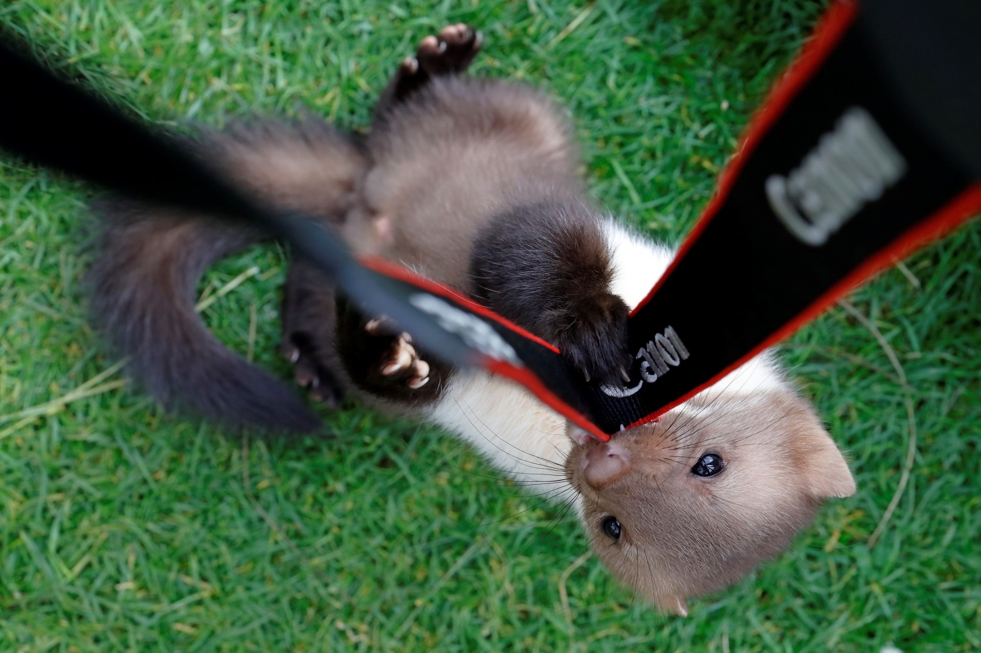 Online-Workshop: Tierfotografie mit Canon EOS R-Kameras - Canon Academy