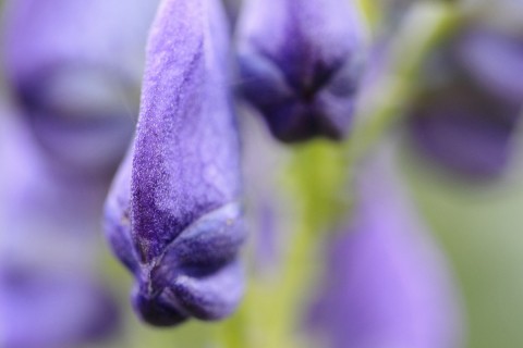 Makroworkshop - Stachelwelten im Botanischen Garten - Canon Academy Natur-, Tier- und Makro