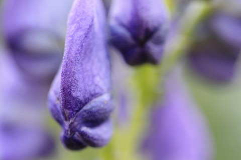 Makroworkshop - Stachelwelten im Botanischen Garten - Canon Academy Natur-, Tier- und Makro