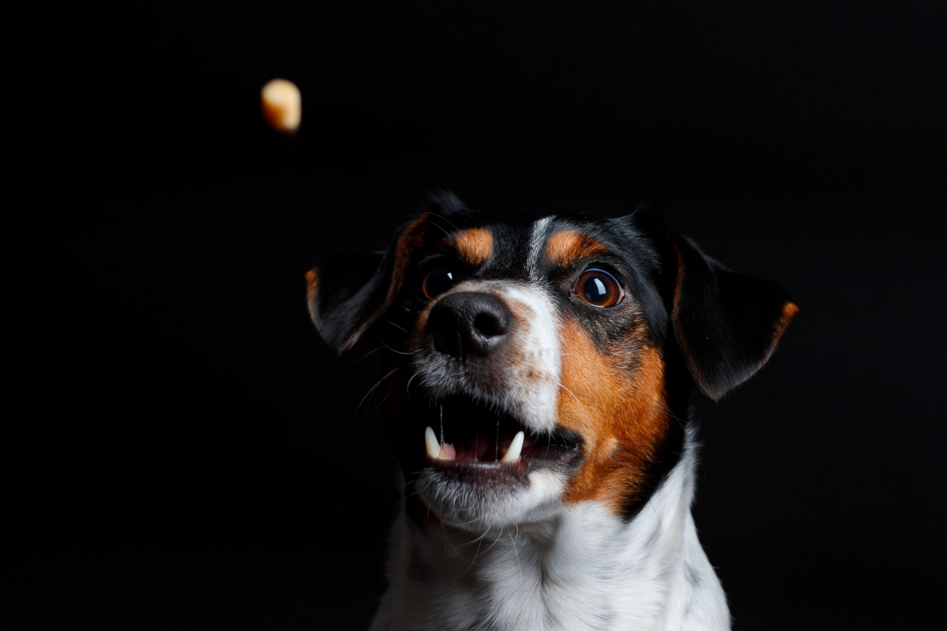 Hundeworkshop an den Osterseen in Iffeldorf - Canon Academy Natur-, Tier- und Makro