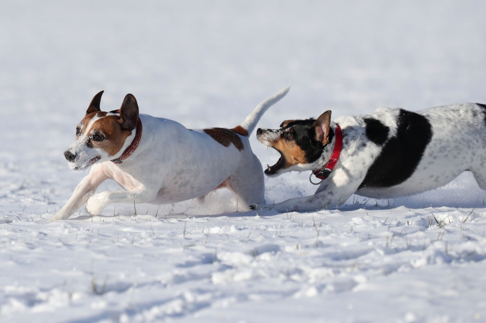 Zwei Hunde spielen im Schnee