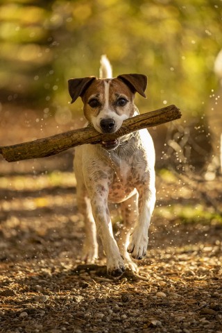 Hundefotografie - Canon Academy