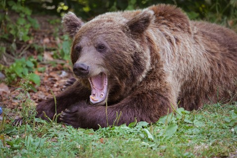 Bär