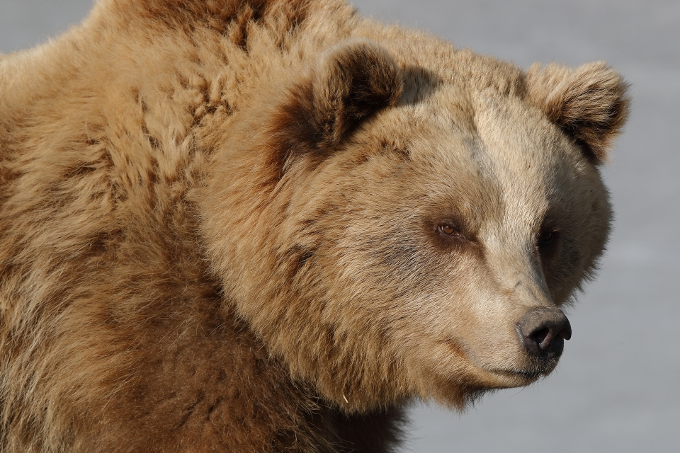 Tierfotografie in Poing - Canon Academy