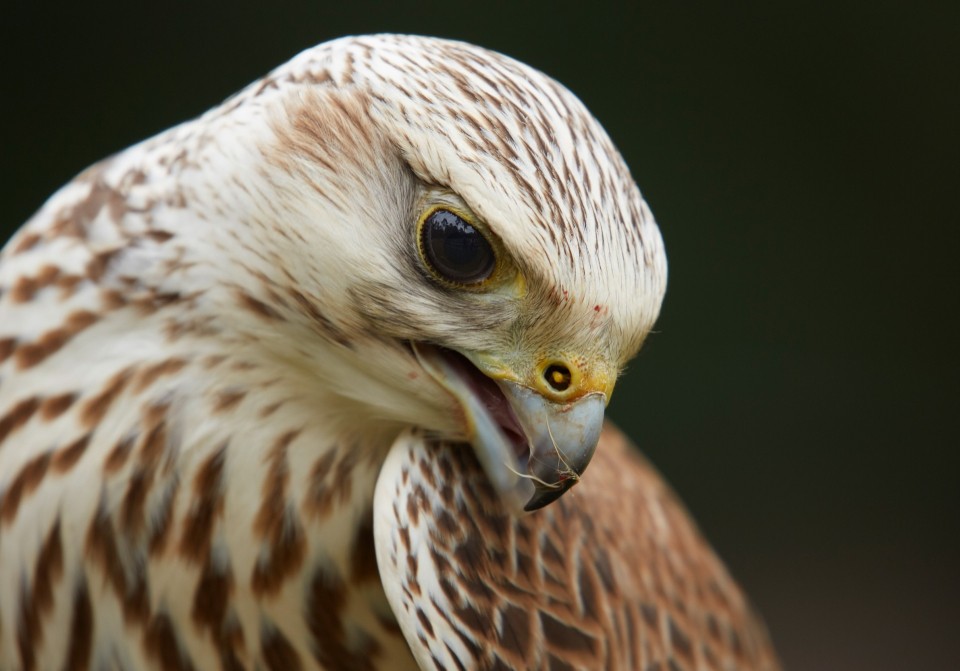 Auge in Auge mit Greifvögeln - Canon Academy