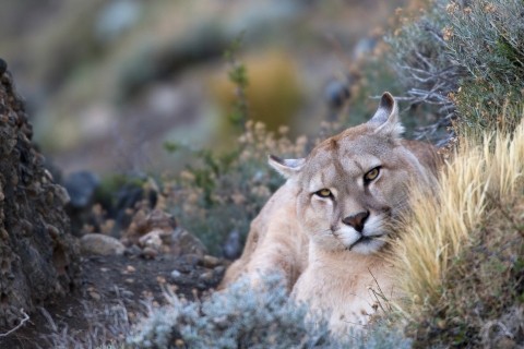 Fotosafari Patagonien mit CANON-Ambassador Thorsten Milse - Canon Academy Landschaft und Reise