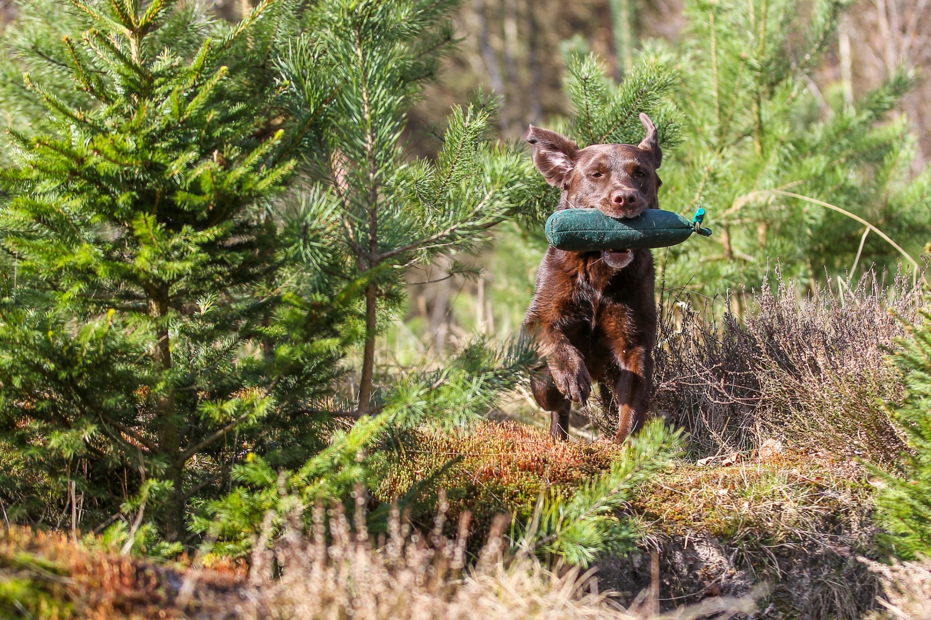 Hundefotografie - Canon Academy Natur-, Tier- und Makro
