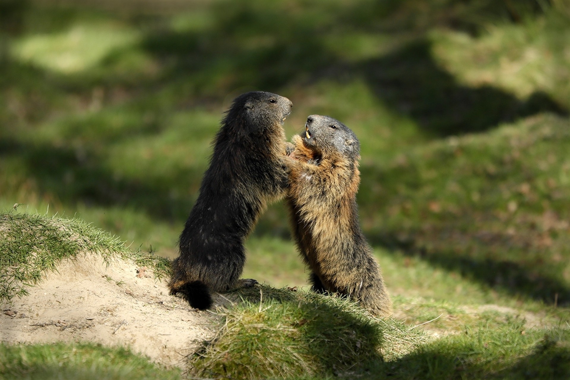 Wildpark - Canon Academy