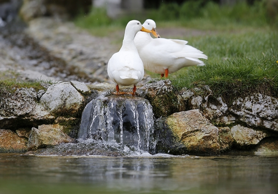 Tierfotografie in Poing - Canon Academy