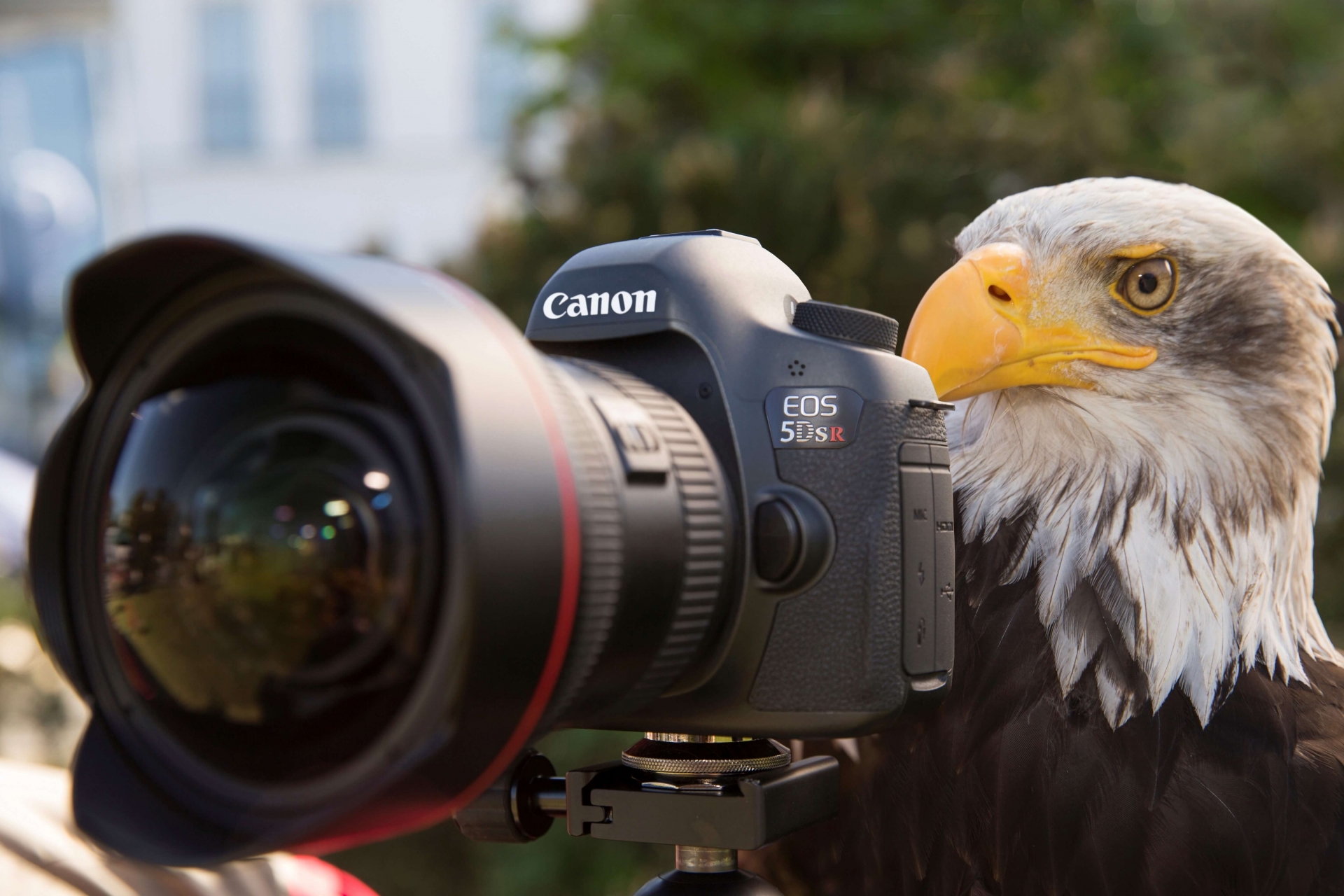 Canon EOS Vollformat Kameras