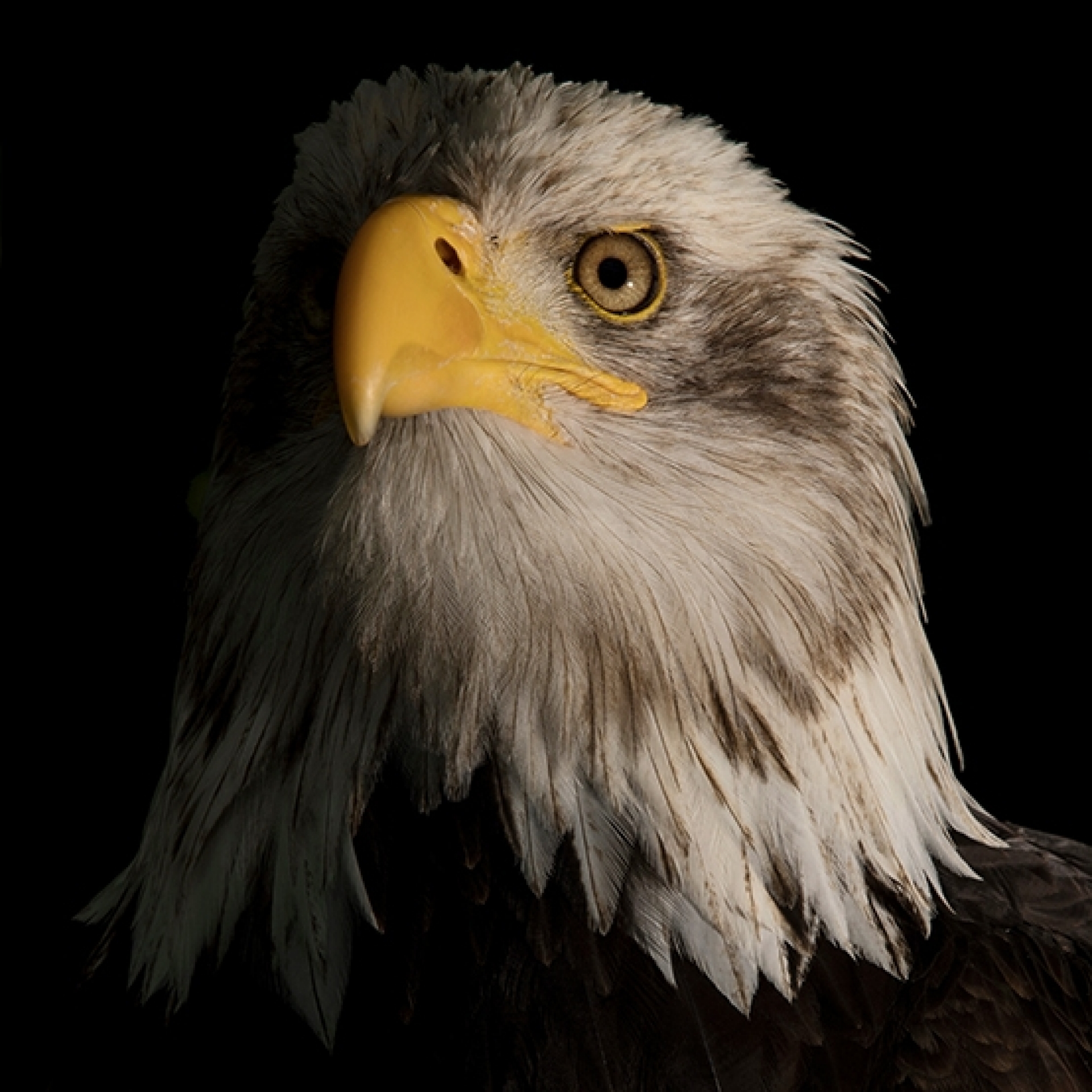 Canon Low Key EOS Weißkopfseeadler