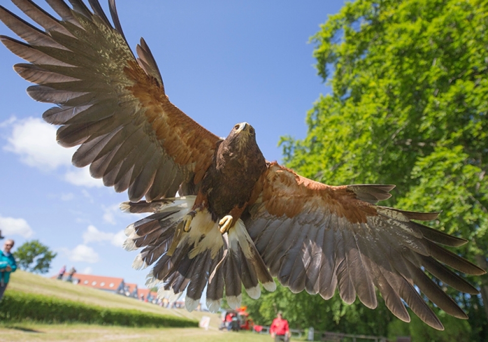 Greifvogel Workshop - Canon Academy Natur-, Tier- und Makro
