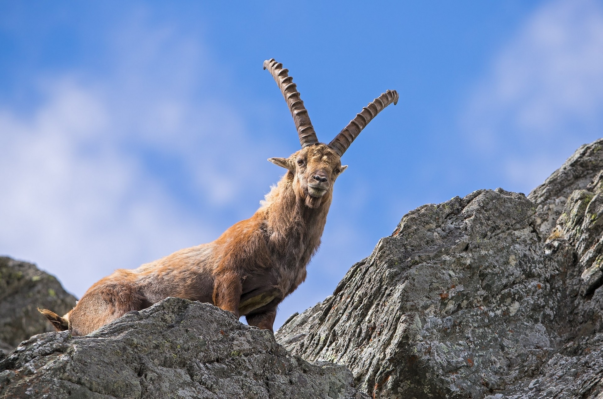 Canon Tier-Fotoworkshop in den Alpen mit Ambassador Thorsten Milse - Canon Academy Natur-, Tier- und Makro