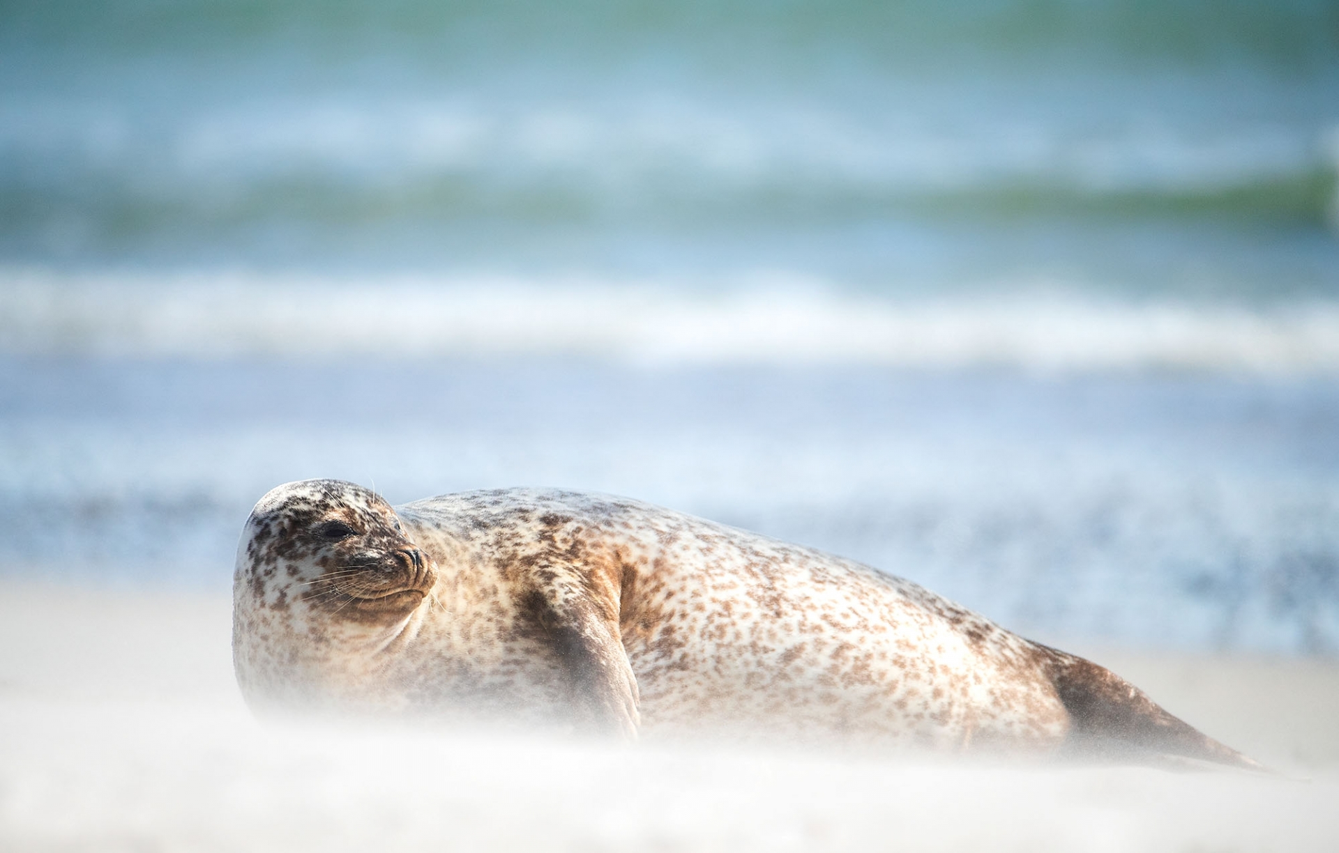 Tier-Fotoworkshop mit Ambassador Thorsten Milse auf Helgoland - Canon Academy Natur-, Tier- und Makro