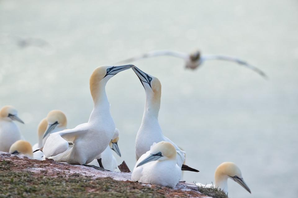 Tier-Fotoworkshop mit Ambassador Thorsten Milse auf Helgoland - Canon Academy Natur-, Tier- und Makro