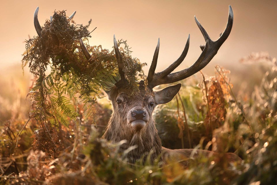 Tierfotografie