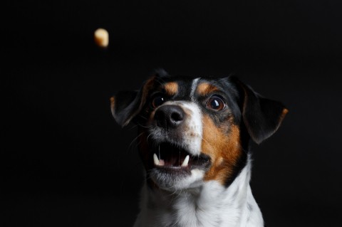 Hundefotografie - Canon Academy