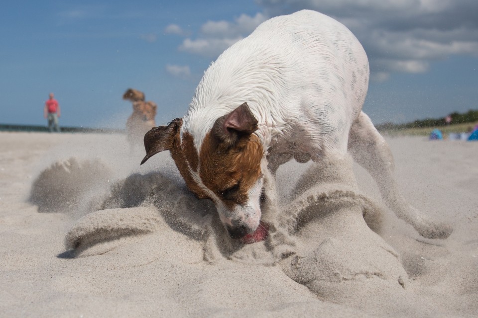 Hundefotografie - Canon Academy Natur-, Tier- und Makro