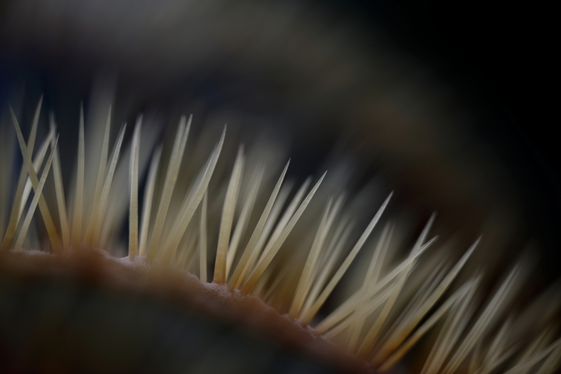 Makrofotografie - Canon Academy
