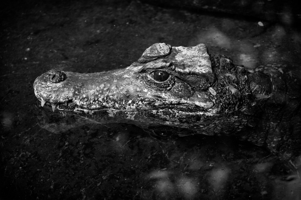 EOS Explorer: Das EOS-System in der Praxis – Tier- und Makrofotografie im Krefelder Zoo - Canon Academy
