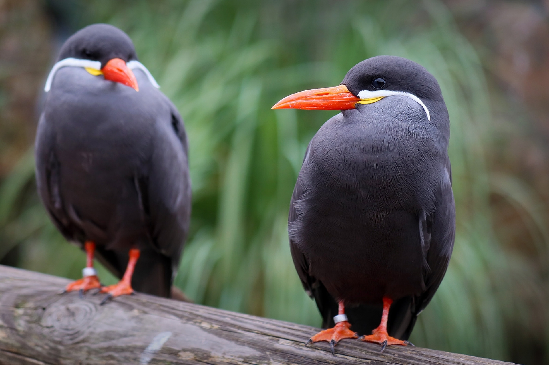 EOS Explorer: Das EOS-System in der Praxis – Tier- und Makrofotografie im Krefelder Zoo - Canon Academy
