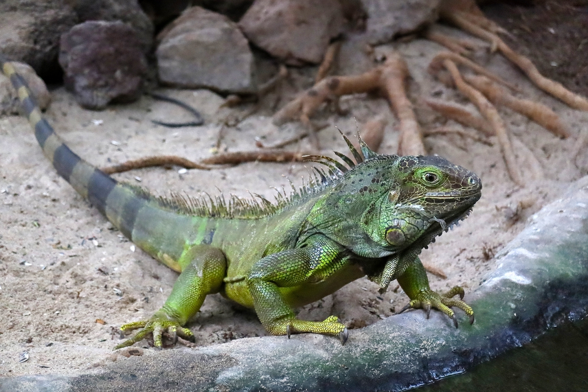 Reptilien- und Makrofotografie im TerraZoo Rheinberg - Canon Academy