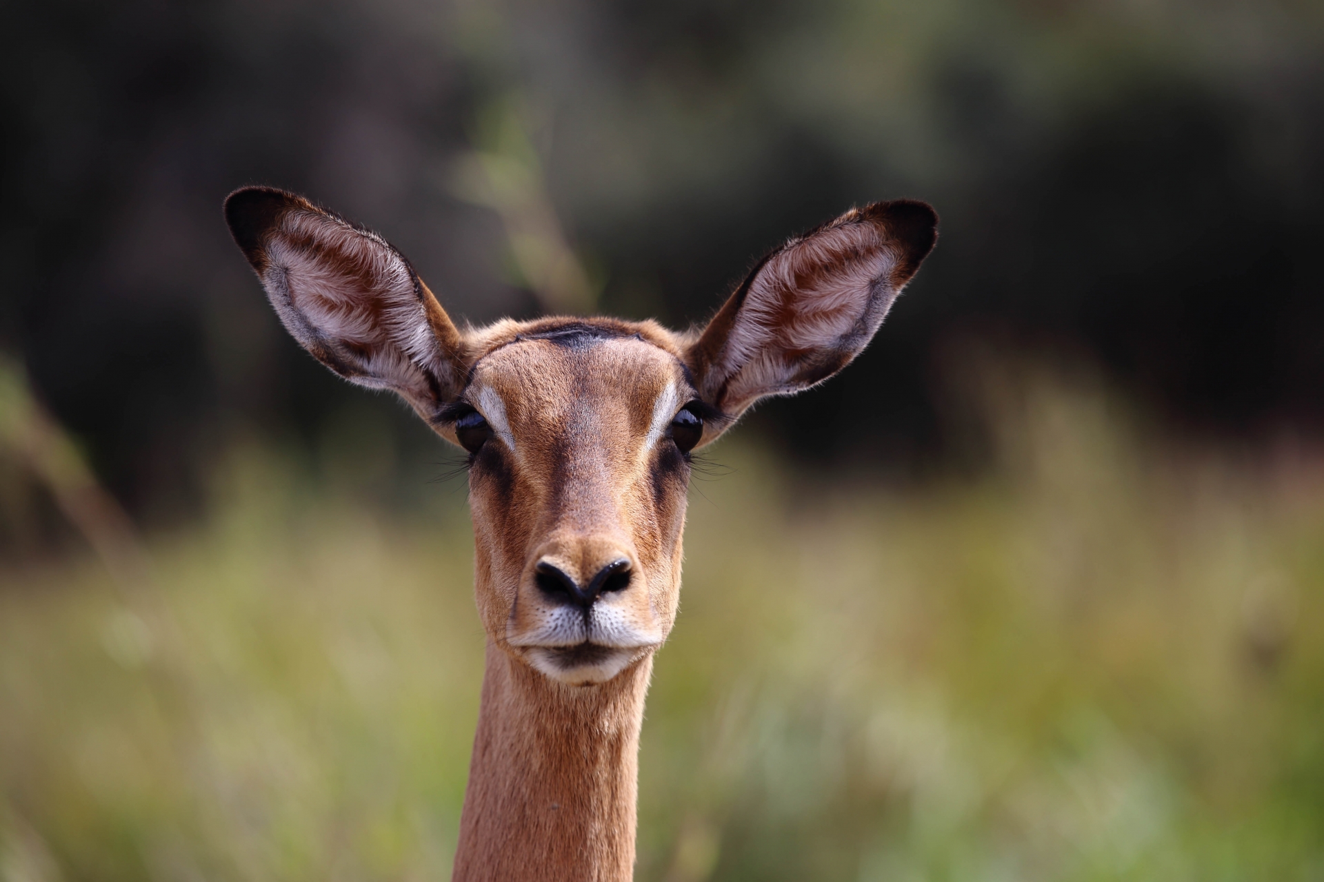 Opel Zoo - Canon Academy Natur-, Tier- und Makro