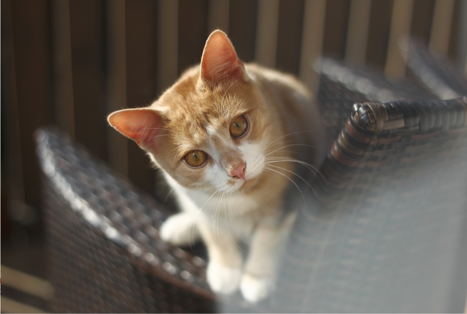 Hund Katze Maus - Zu Gast beim Tierschutzverein München - Canon Academy Natur-, Tier- und Makro