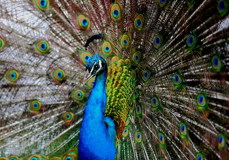 Tierfotografie in Poing - Canon Academy