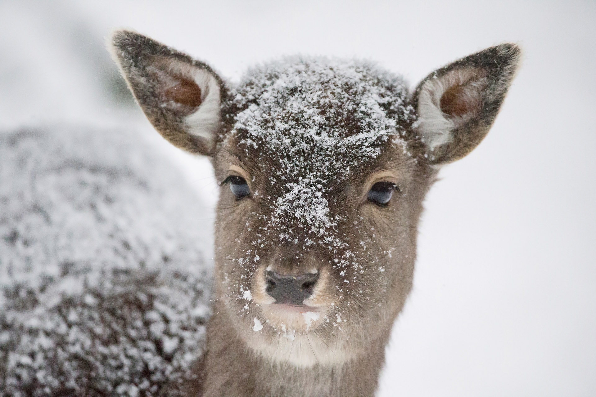 Tierfotografie in Poing - Canon Academy