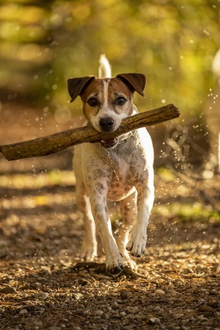 Hundefotografie - Canon Academy