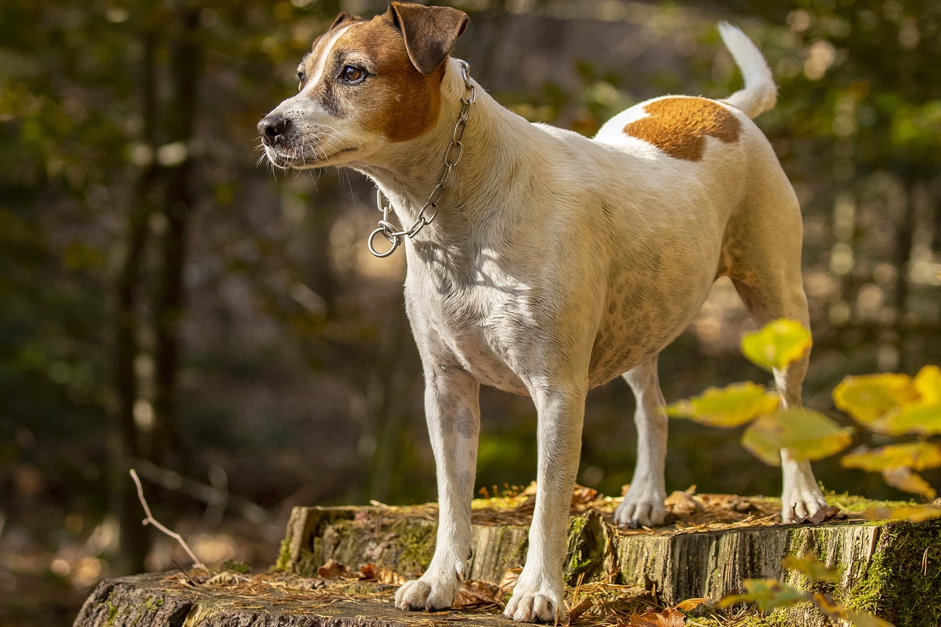 Hundefotografie - Canon Academy