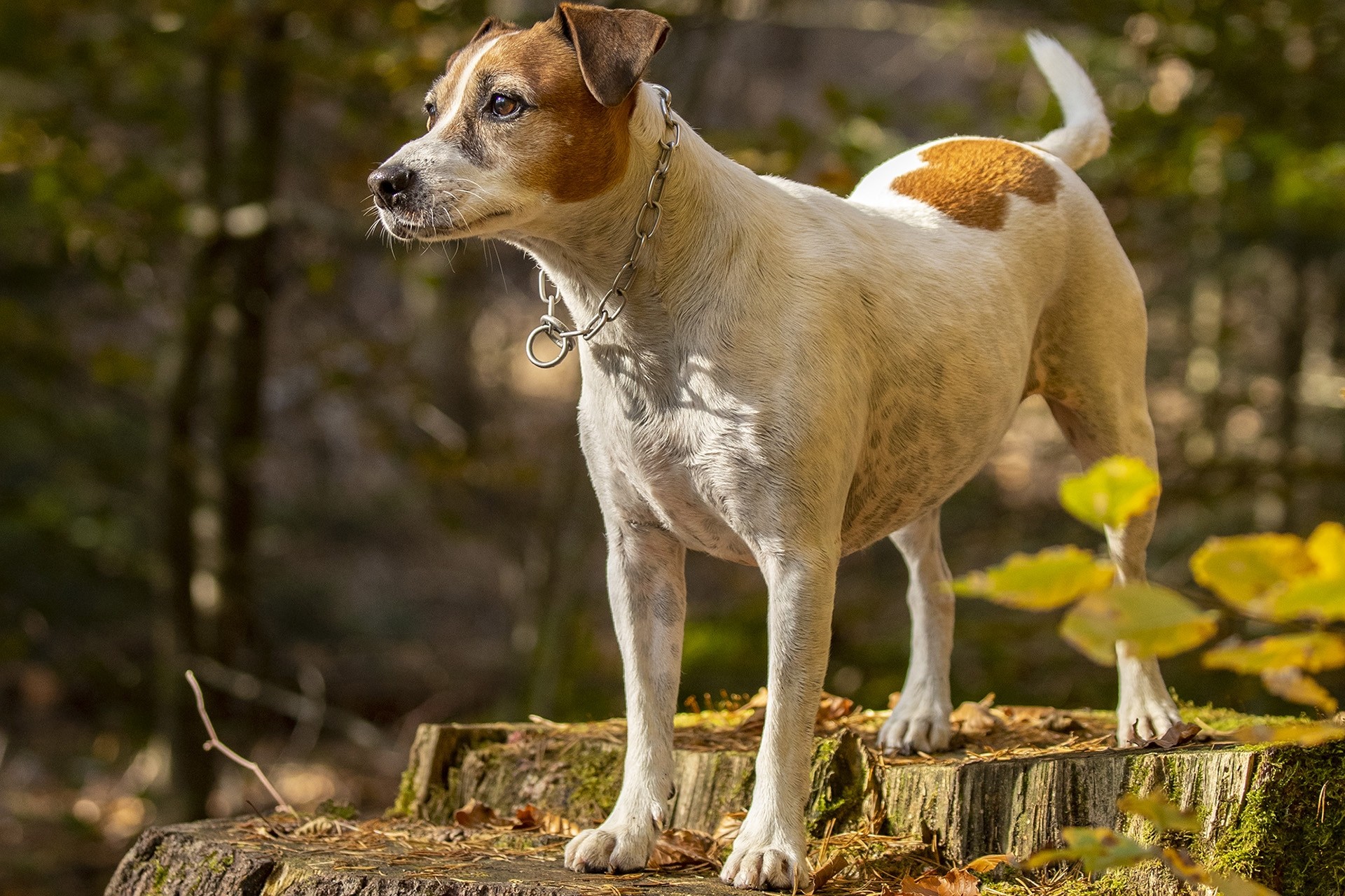 Hundefotografie - Canon Academy