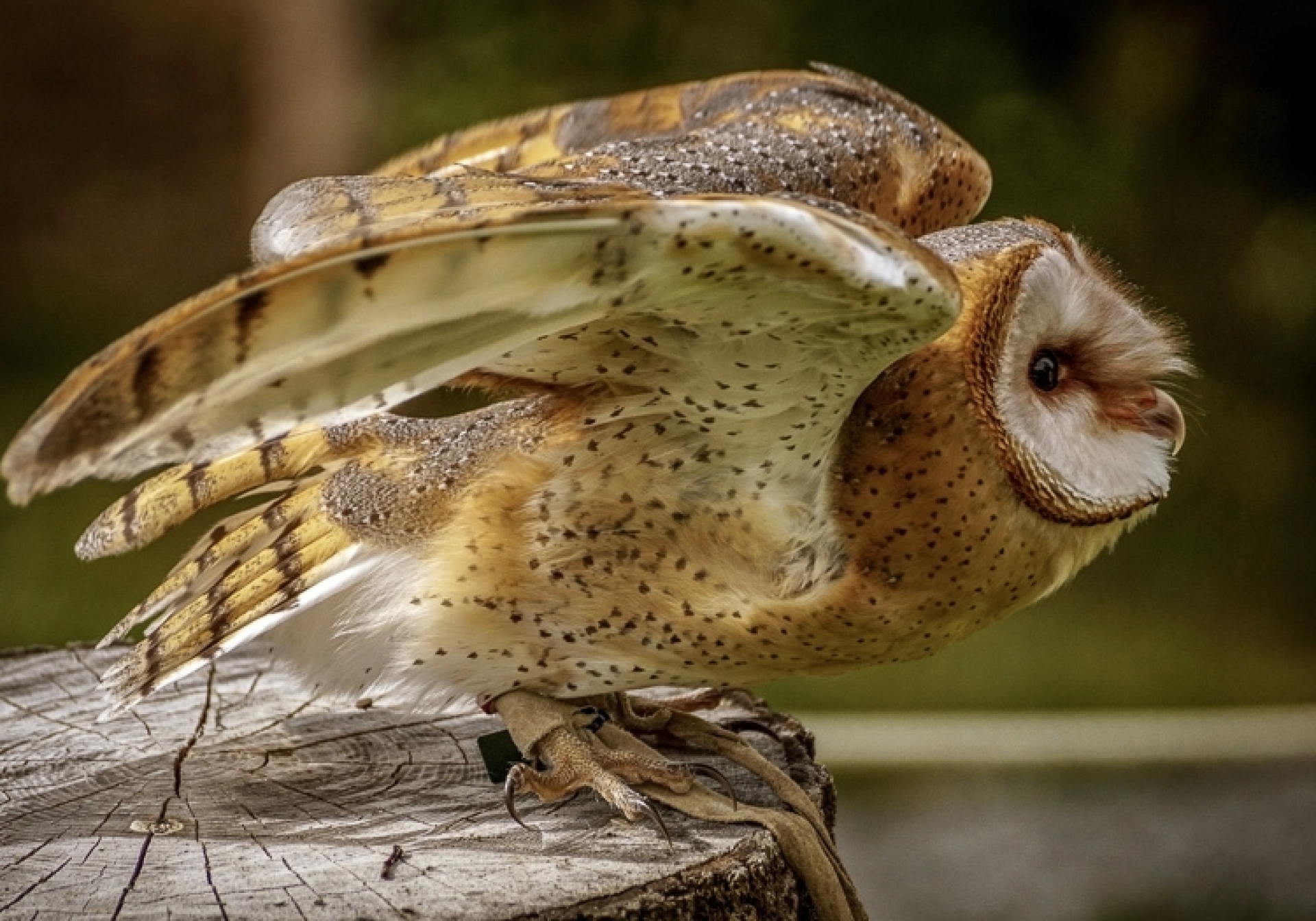 Canon Foto Vogelflug im Weltvogelpark Walsrode - Schwerpunkt Autofokussystem - Canon Academy Natur-, Tier- und Makro